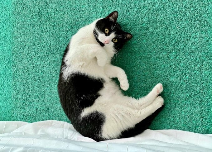 Black and white cat lying on a green fabric surface