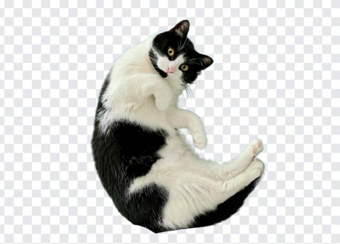 Cat cutout with background removed using Fotor png maker