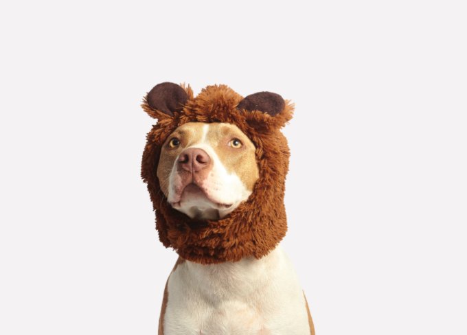 Image mignonne de lion