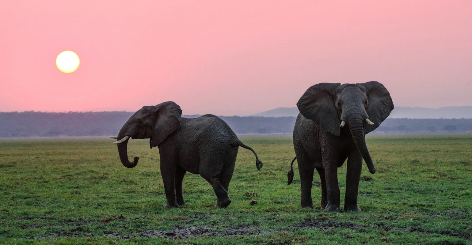 Goart elephant picture before photo to painting pc