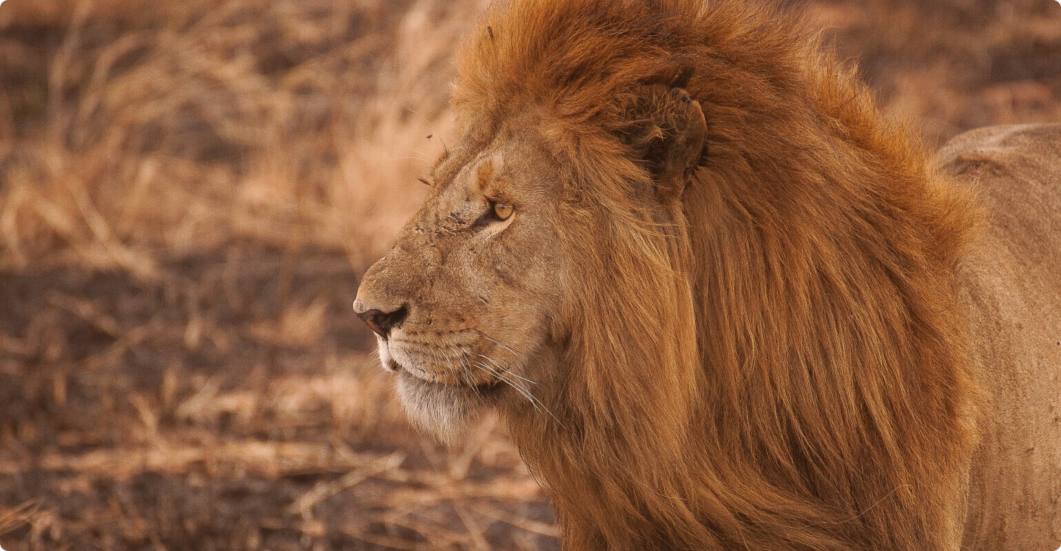 un lion mâle jaune