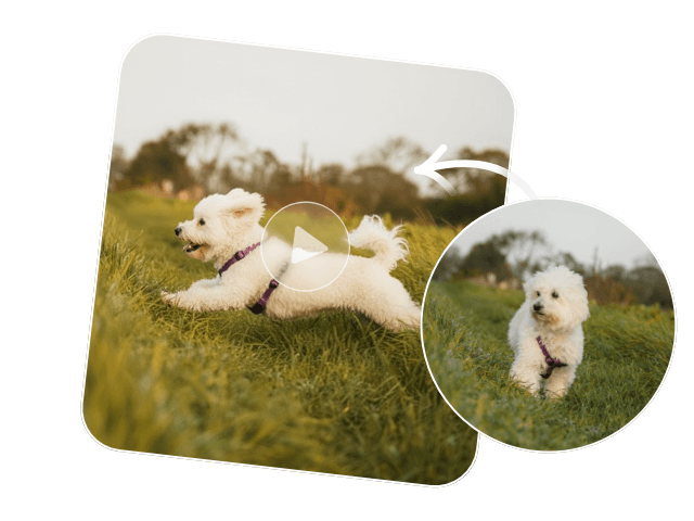 A banner image about turning a dogs photo into a dynamic running video